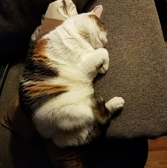 Meet your Posher, Amber - Picture 6 of 6